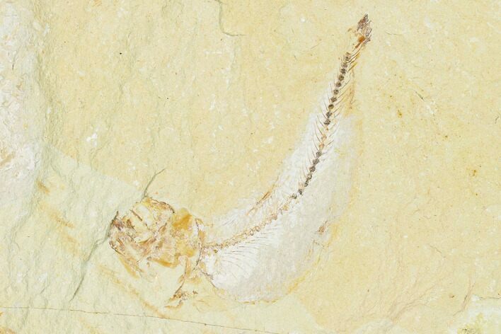 Cretaceous Fossil Fish (Gaudryella) - Lebanon #162808
